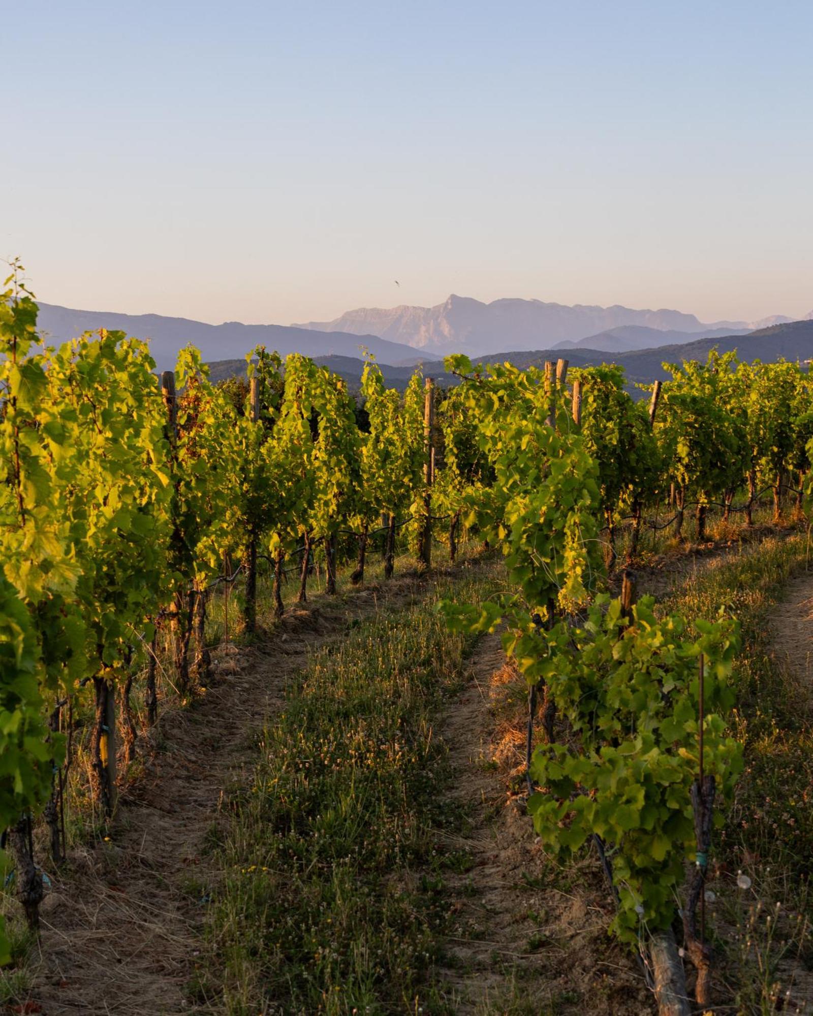 Tenuta Perusini Corno di Rosazzo Eksteriør bilde